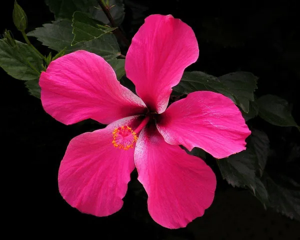 Hibiscus_Plant_(Hybrid,_Pack_of_1)