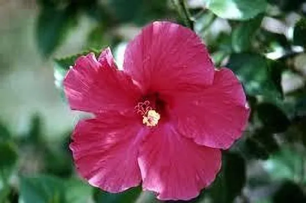 Hibiscus_Plant_(Hybrid,_Pack_of_1)
