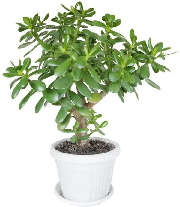 Crassula_Plant_(Hybrid,_Pack_of_1)