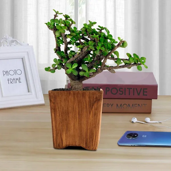 Jade_Plant_(Hybrid,_Pack_of_1)