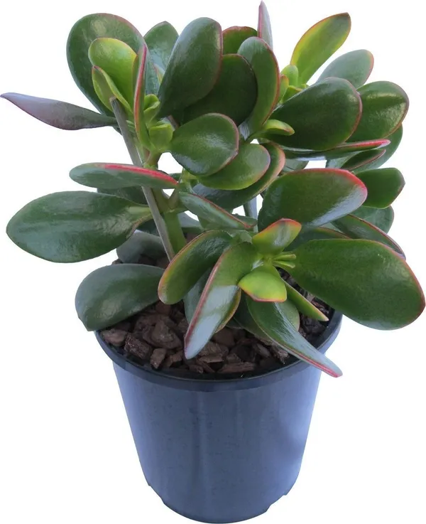 Jade_Plant_(Hybrid,_Pack_of_1)