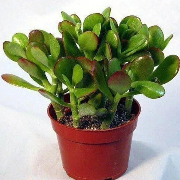 Crassula_Bonsai_Plant_(Hybrid,_Pack_of_1)