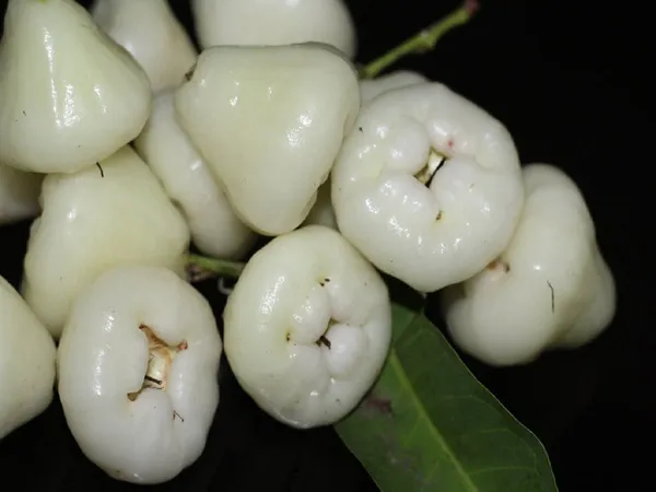 Wax_Apple_White_Wax_Fruit_(Hybrid,_Pack_of_1)