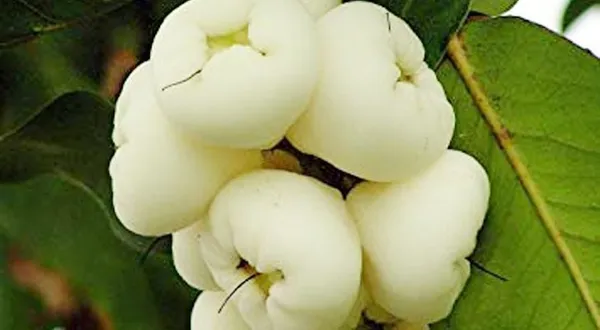 Wax_Apple_White_Wax_Fruit_(Hybrid,_Pack_of_1)