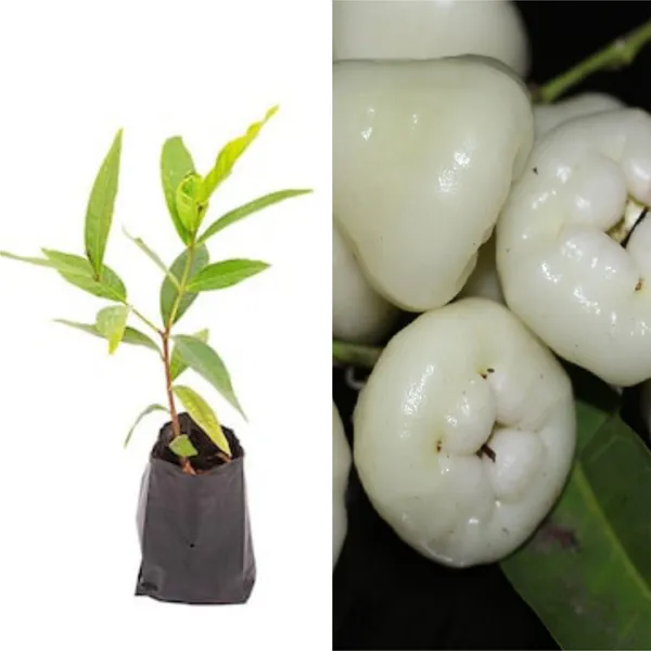 Wax_Apple_White_Wax_Fruit_(Hybrid,_Pack_of_1)