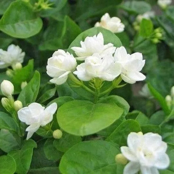 Jasmine_Plant_(Hybrid,_Pack_of_1)