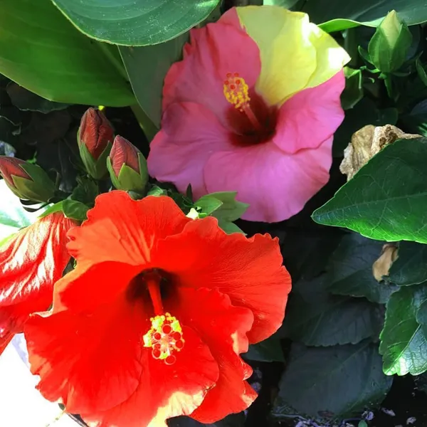 Hibiscus_Plant_(Hybrid,_Pack_of_1)