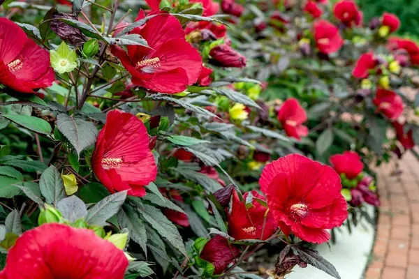 Hibiscus_Plant_(Hybrid,_Pack_of_1)