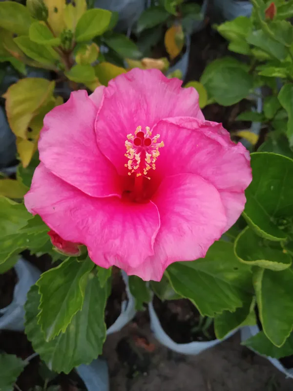 Hibiscus_Plant_(Hybrid,_Pack_of_1)