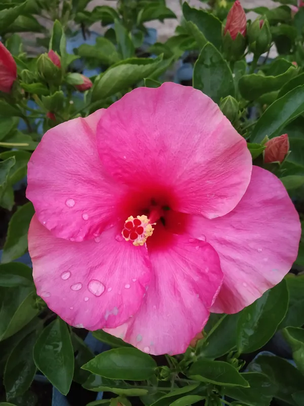 Hibiscus_Plant_(Hybrid,_Pack_of_1)