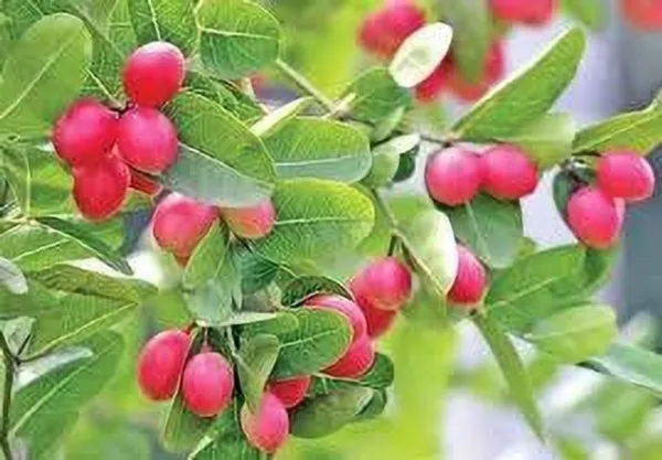Karonda_Plant_(Hybrid,_Pack_of_1)