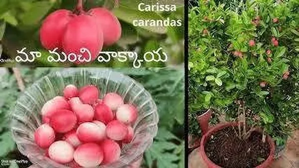 Karonda_Plant_(Hybrid,_Pack_of_1)
