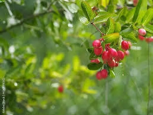 Karonda_Plant_(Hybrid,_Pack_of_1)