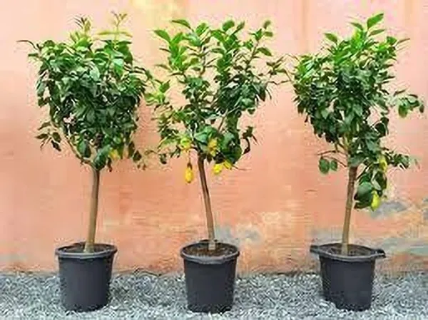 Jasmine_Plant_(Hybrid,_Pack_of_1)