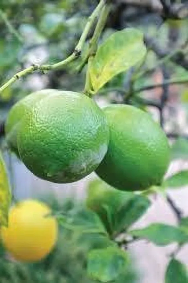 Jasmine_Plant_(Hybrid,_Pack_of_1)
