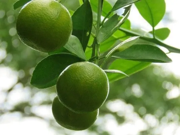 Lemon_Plant_(Hybrid,_Pack_of_1)