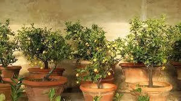 Lemon_Plant_(Hybrid,_Pack_of_1)