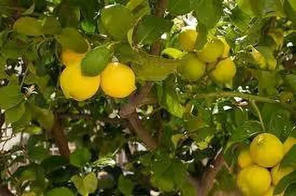 Lemon_Plant_(Hybrid,_Pack_of_1)