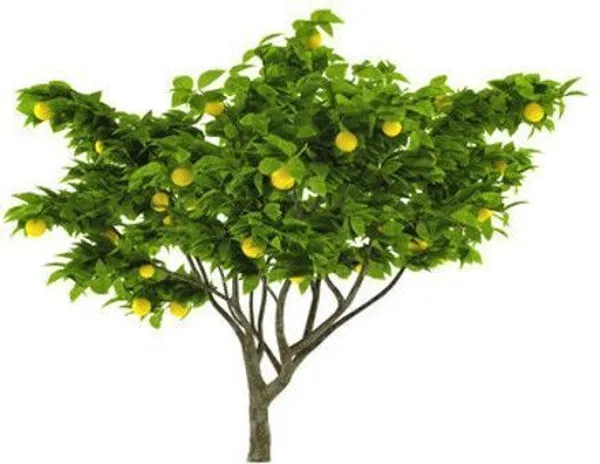 Lemon_Plant_(Hybrid,_Pack_of_1)