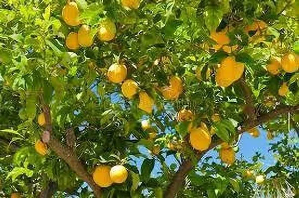 Lemon_Plant_(Hybrid,_Pack_of_1)