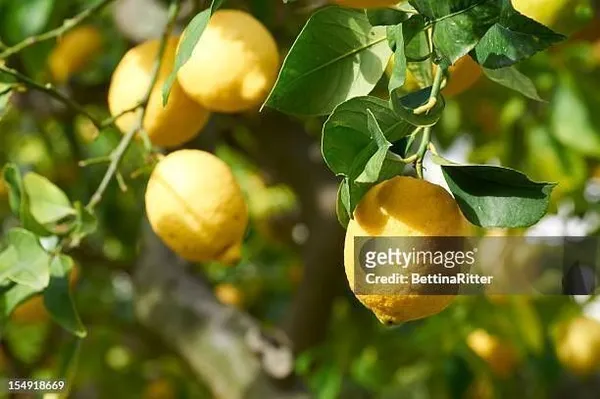 Lemon_Plant_(Hybrid,_Pack_of_1)