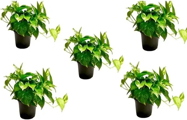 Money_Plant_(Hybrid,_Pack_of_1)
