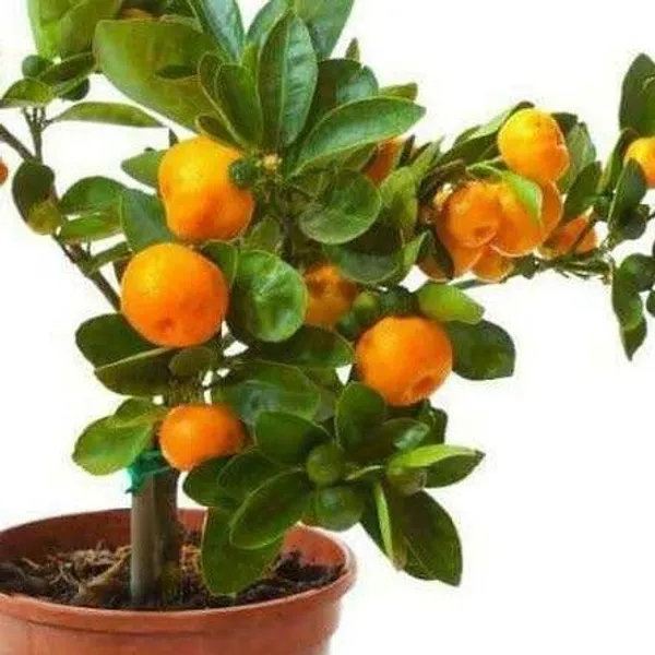 Orange_Plant_(Hybrid,_Pack_of_1)