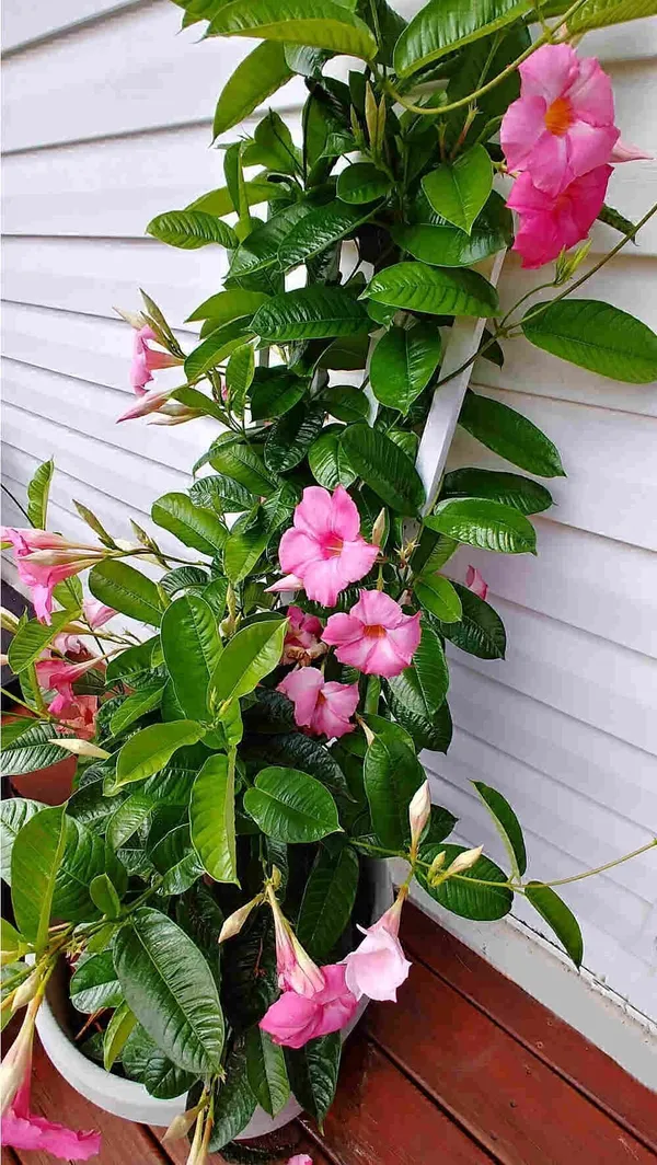 Mandevilla_Plant_(Hybrid,_Pack_of_1)