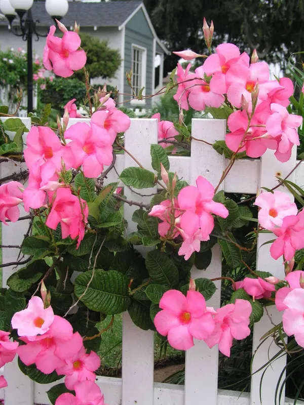 Mandevilla_Plant_(Hybrid,_Pack_of_1)