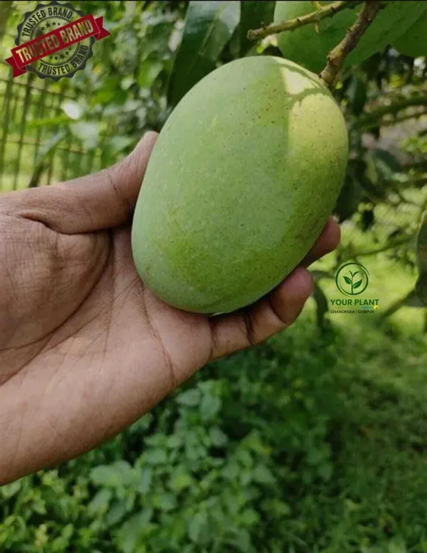 Mango_Plant_(Hybrid,_Pack_of_1)