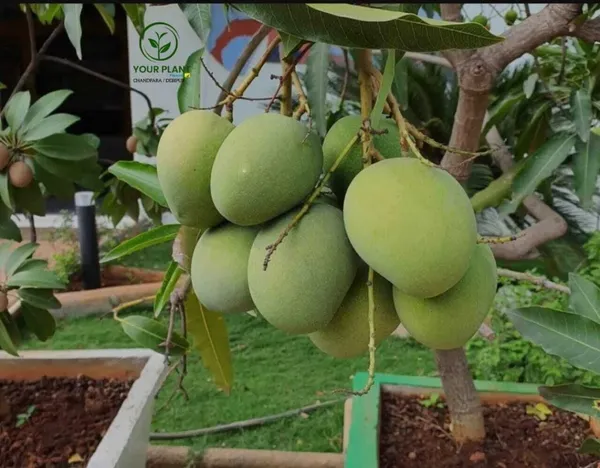 Mango_Plant_(Hybrid,_Pack_of_1)