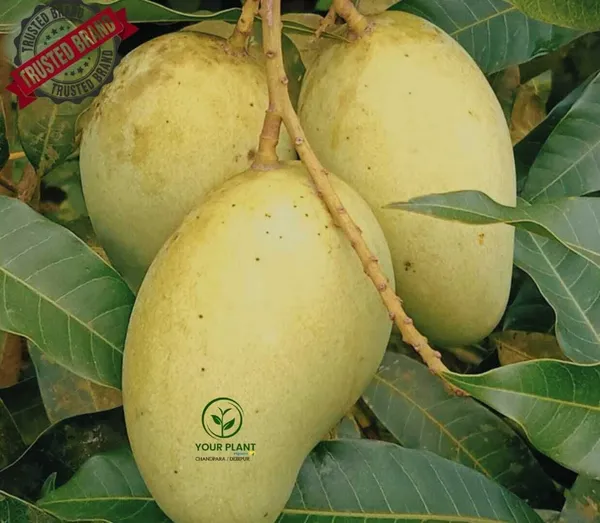 Mango_Plant_(Hybrid,_Pack_of_1)