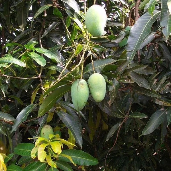 Mango_Plant_(Hybrid,_Pack_of_1)