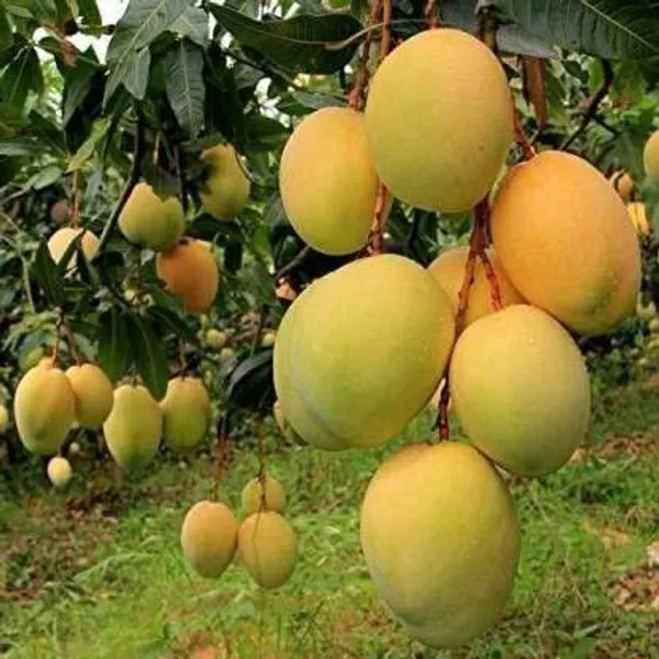 Mango_Plant_(Hybrid,_Pack_of_1)