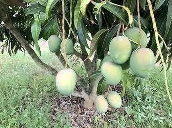 Mango_Plant_(Hybrid,_Pack_of_1)