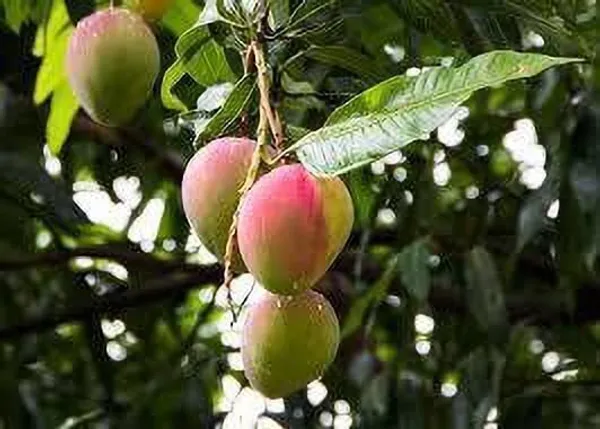 Mango_Plant_(Hybrid,_Pack_of_1)