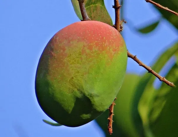 Mango_Plant_(Hybrid,_Pack_of_1)