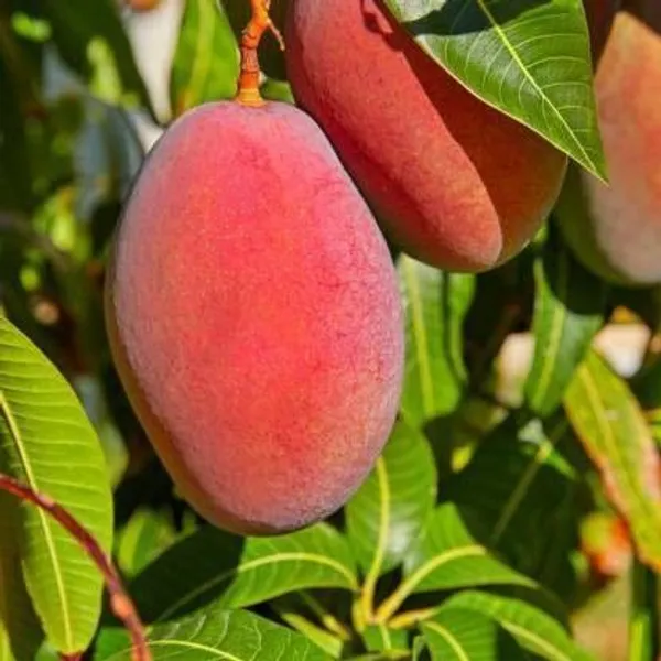 Mango_Plant_(Hybrid,_Pack_of_1)
