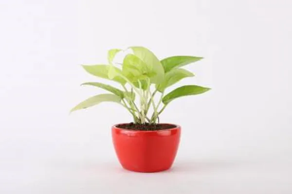 Money_Plant_(Hybrid,_Pack_of_1)