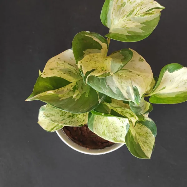 Money_Plant_(Hybrid,_Pack_of_1)