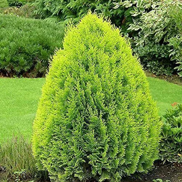 Platycladus/Morpankhi_Plant_(Hybrid,_Pack_of_1)