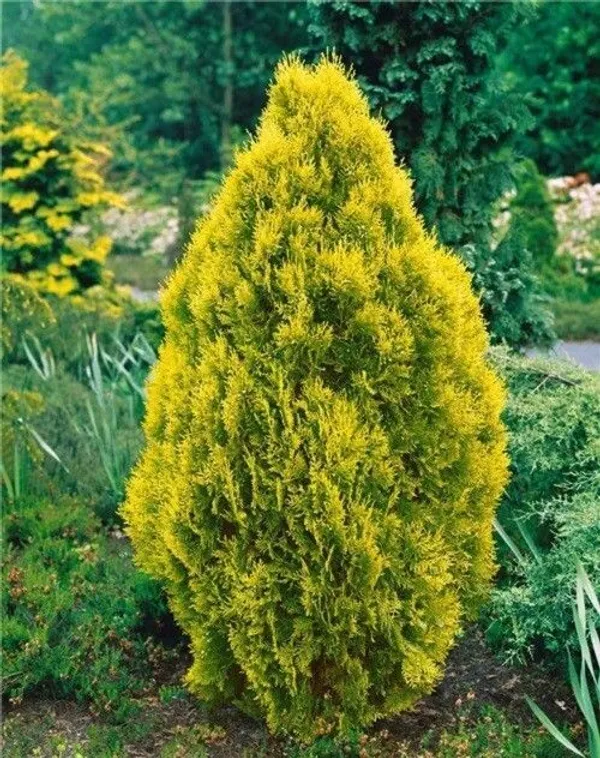 Platycladus/Morpankhi_Plant_(Hybrid,_Pack_of_1)