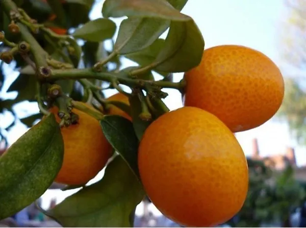 Orange_Plant_(Hybrid,_Pack_of_1)