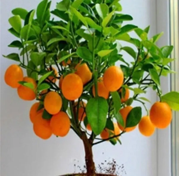 Orange_Plant_(Hybrid,_Pack_of_1)