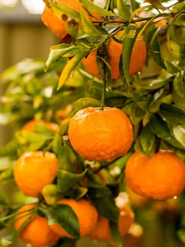 Orange_Plant_(Hybrid,_Pack_of_1)