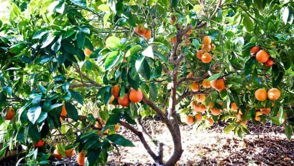 Orange_Plant_(Hybrid,_Pack_of_1)