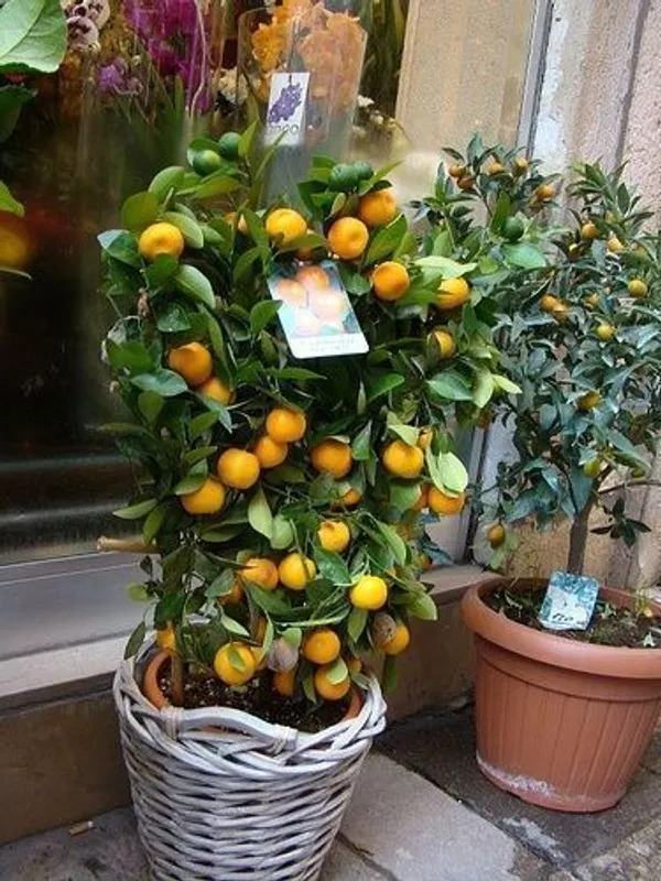 Orange_Plant_(Hybrid,_Pack_of_1)