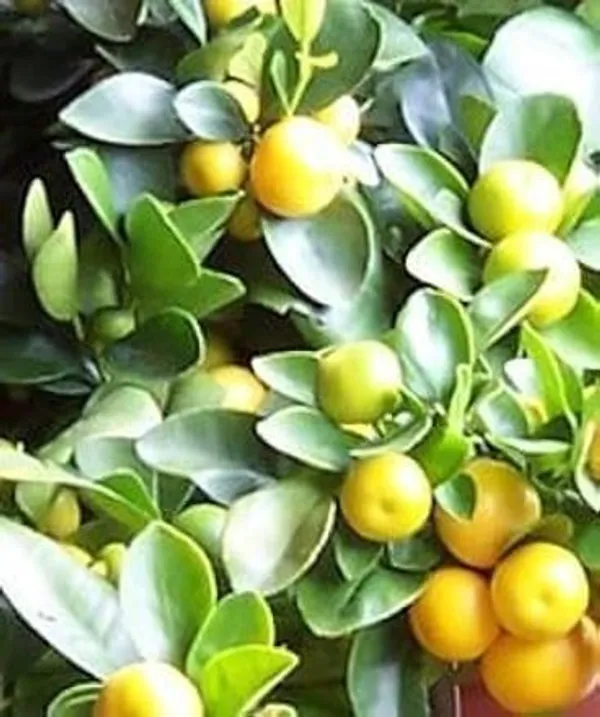 Orange_Plant_(Hybrid,_Pack_of_1)