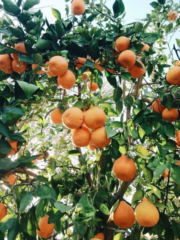 Orange_Plant_(Hybrid,_Pack_of_1)