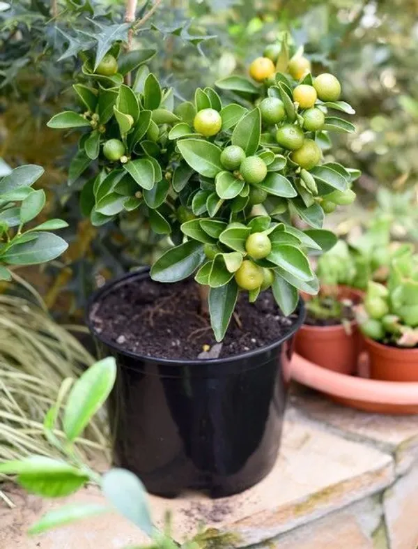 Orange_Plant_(Hybrid,_Pack_of_1)